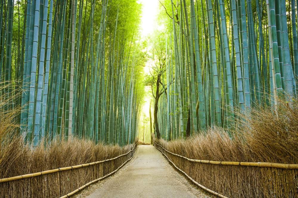 Bamboo Forest Travel