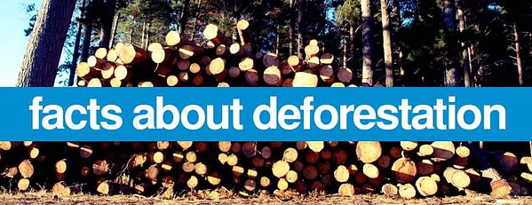 Learn About Deforestation